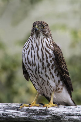 Coopers Hawk ~ juvenile