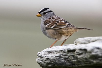 White - crowned Sparrow