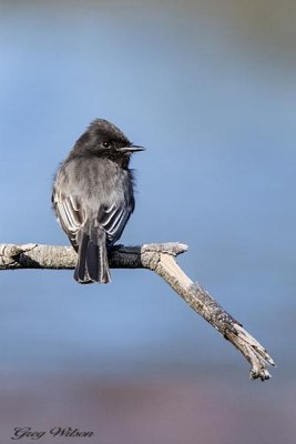 Black Phoebe