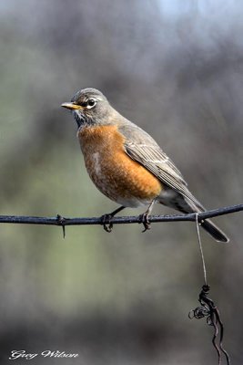 American Robin
