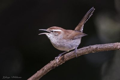 Bewicks Wren