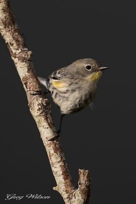 Yellow Rumped Warbler