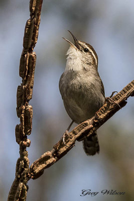 Bewick's Wren