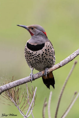 Male Northern Flicker - intergrade