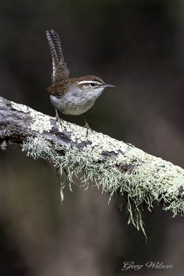 Bewick's Wren