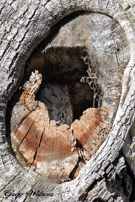 Western screech owl