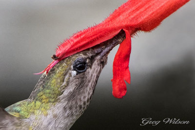 Annas Hummingbird female