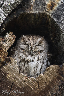 Western Screech-Qwl
