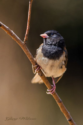Dark eyed Junco