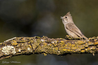 Oak Titmouse
