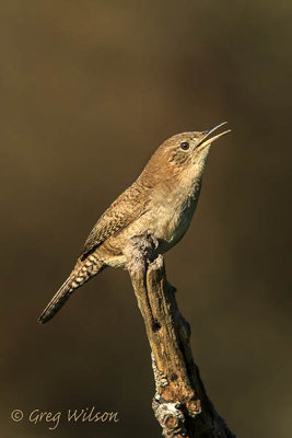 House Wren