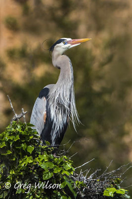 Great Blue Heron