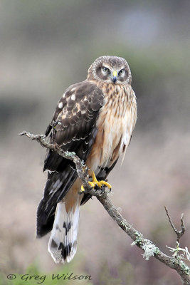 Northern Harrier