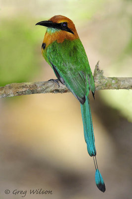 Broad-billed Mot Mot