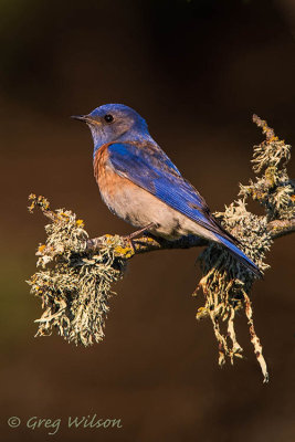 Western Bluebird Male