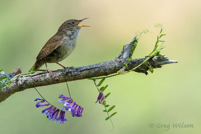House Wren Singing