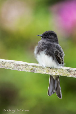 Black Phoebe 