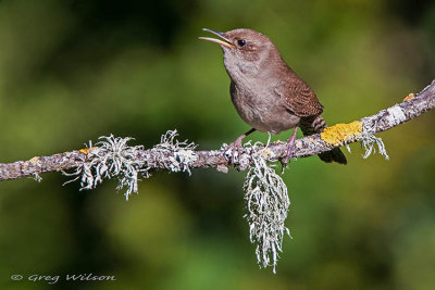 House Wren