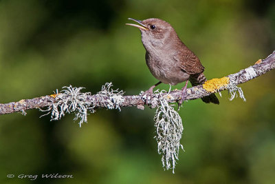 House Wren 