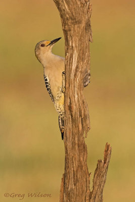  Birds and Critters of South Texas