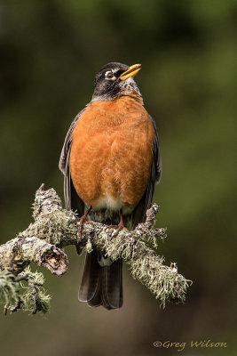 American Robin