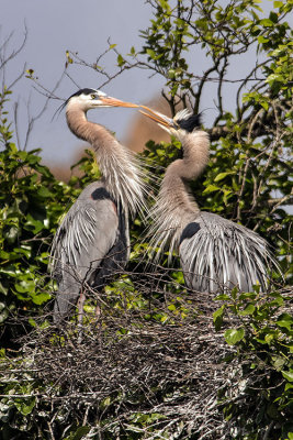Great Blue Herons