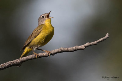 Nashville Warbler singing