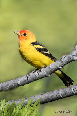 Western Tanager Male Breeding plumage
