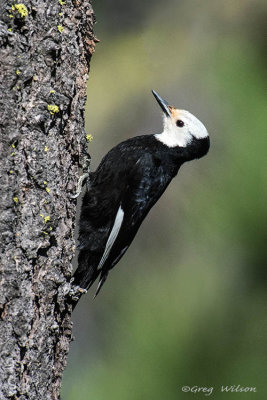 White - headed Woodpecker ~  Female