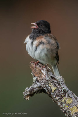 Dark - eyed Junco