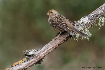 Golden-crown Sparrow