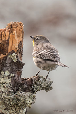 Yellow rumped warbler