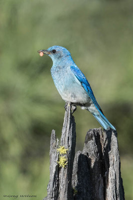 Mountain Bluebird male with a tick