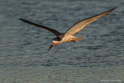 Skimmer in flight