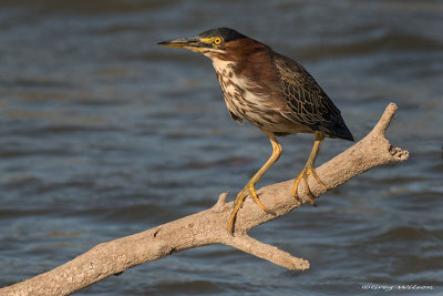 Green Heron