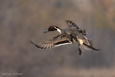 Male Northren Pintail Duck in flight