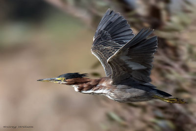 Green Heron in flight
