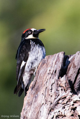 Acorn Woodpecker