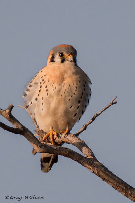 American Kestrel