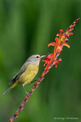Nashville Warbler