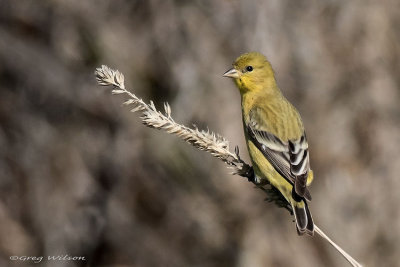 Lesser Goldfinch