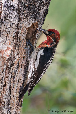 Red-breasted Sapsucker