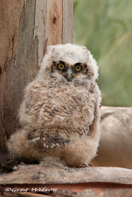 Great Horned Owlet