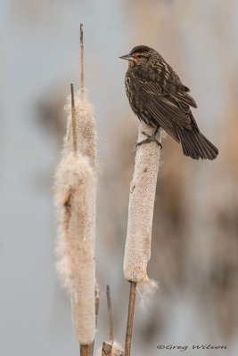 Red - winged Blackbird
