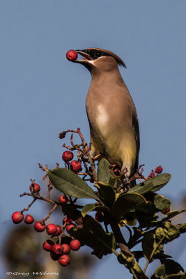 Cedar Waxwing with berry