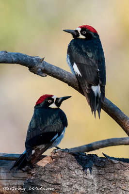 Male Acorn Woodpeckers