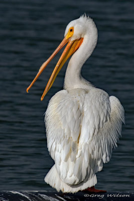 White Pelican