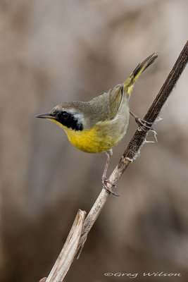 Common Yellow throat