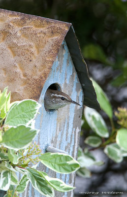 Bewick's Wren