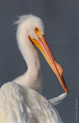 American White Pelican